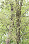 Cedar elm